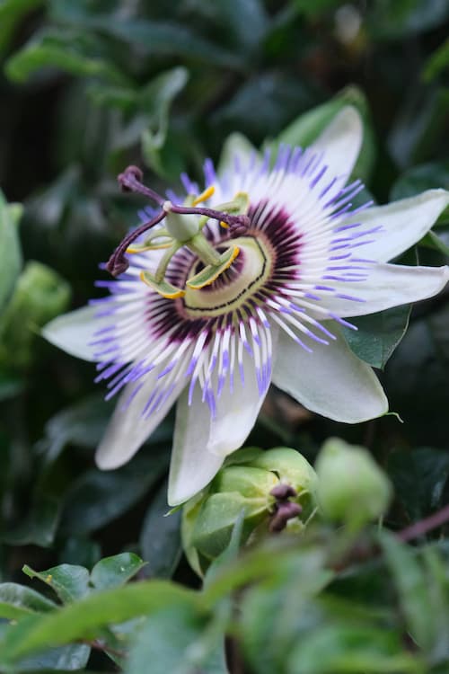 Pasiflora